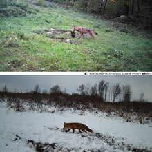 Load image into Gallery viewer, Mini Hunting infared Camera 20MP 1080P Motion Activated Scouting 0.2S Trigger Photo Trap